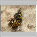 Cerceris rybyensis - Knotenwespe 38e mit Lasioglossum - Furchenbiene - Sandgrube OS-Wallenhorst.jpg
